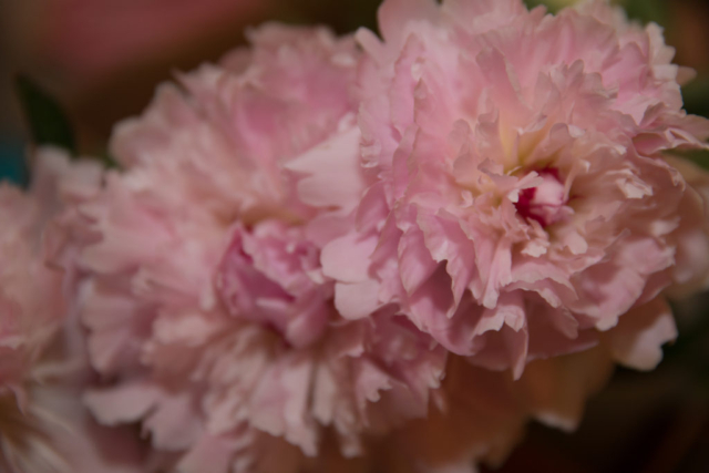 Up-close pink flower