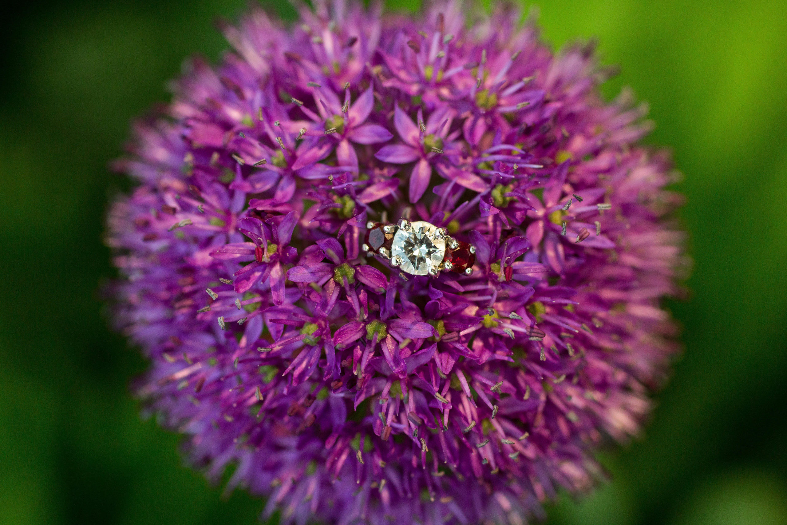 Engagement ring in a purple flower; photo by Pearly Kate Photography